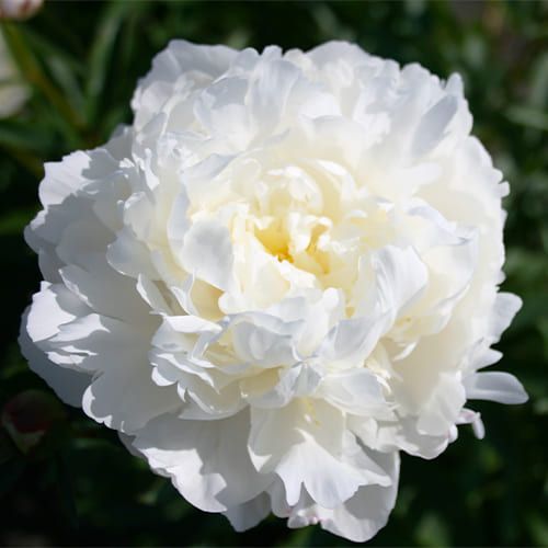 Peony White Frost - Peonita