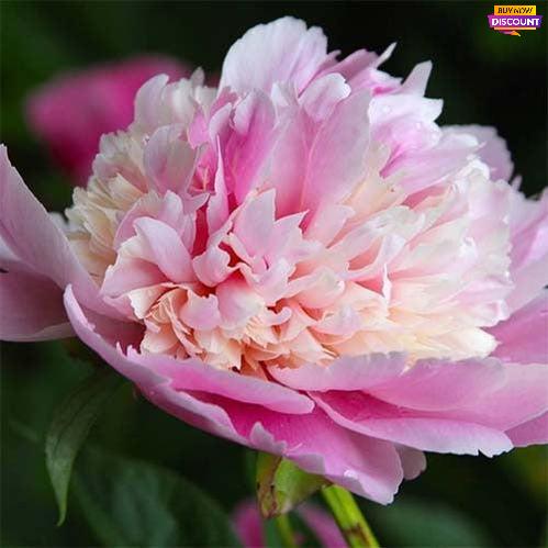 Peony Whopper - Peony Plants from Holland - Peonita
