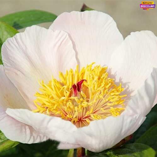 Peony Winterthur - Peony Plants from Holland - Peonita
