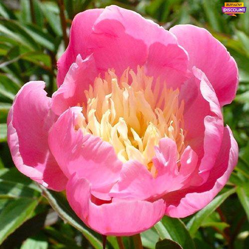 Peony Wladyslawa - Peony Plants from Holland - Peonita