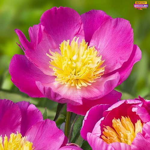 Peony Wladyslawa - Peony Plants from Holland - Peonita