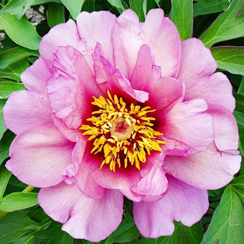 Peony Yankee Doodle Dandy (ITOH ) - Peonita