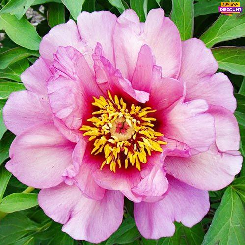 Peony Yankee Doodle Dandy (ITOH ) - Peony Plants from Holland - Peonita