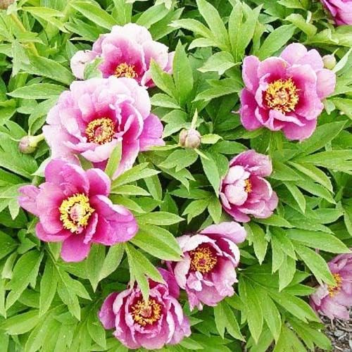 Peony Yankee Doodle Dandy (ITOH ) - Peonita