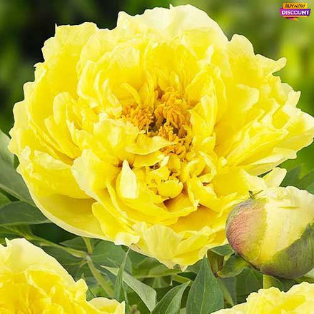 Peony Yellow Crown (ITOH ) - Peony Plants from Holland - Peonita