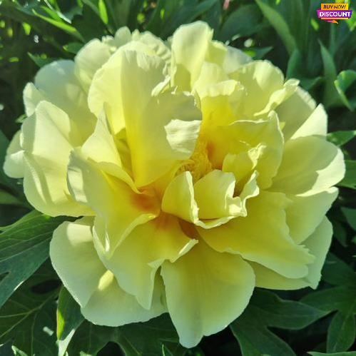 Peony Yellow Dream (ITOH ) - Peony Plants from Holland - Peonita