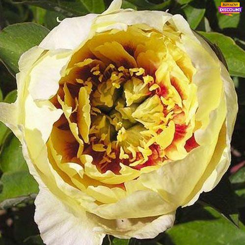 Peony Yellow Gem (ITOH ) - Peony Plants from Holland - Peonita