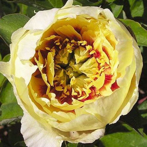 Peony Yellow Gem (ITOH ) - Peonita