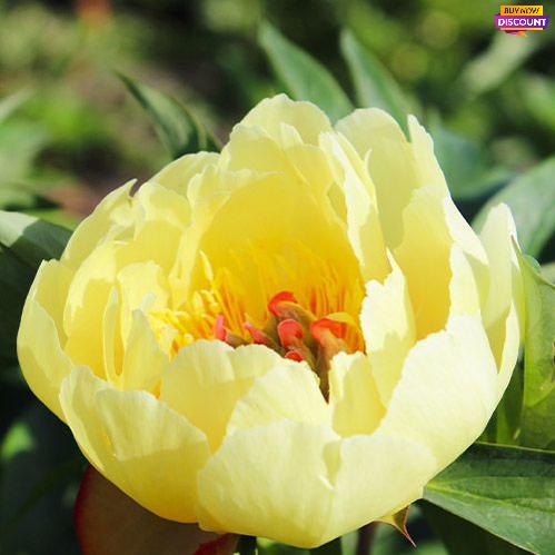 Peony Yellow Heaven (ITOH ) - Peony Plants from Holland - Peonita