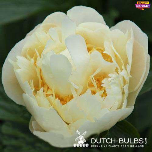 Peony Zemina - Peony Plants from Holland - Peonita