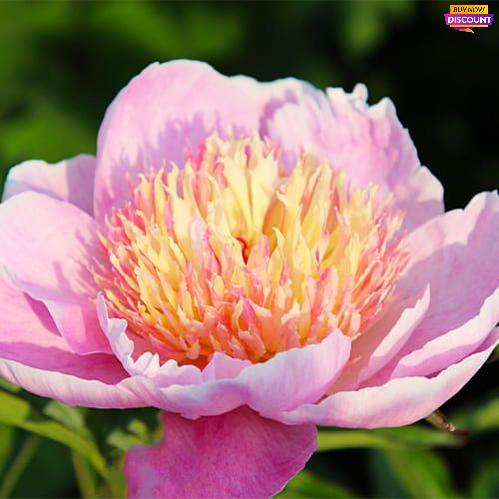 Peony Zhemchuzhna Rossyp - Peony Plants from Holland - Peonita