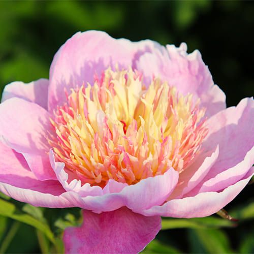 Peony Zhemchuzhna Rossyp - Peonita