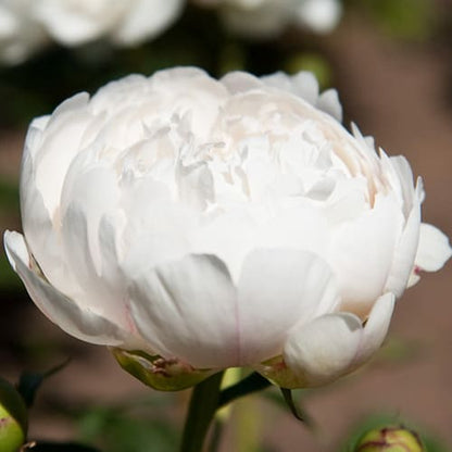 Peony Festiva Powder Puff - Peonita