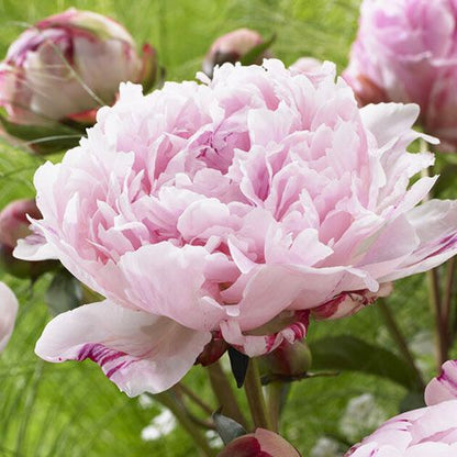 Peony Sarah Bernhardt Select - Peonita