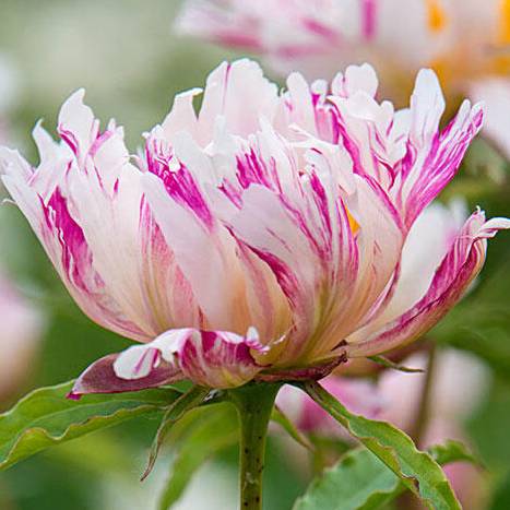 Peony Twitterpad - Peonita