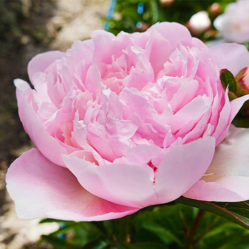 Peony Alertie - Peonita