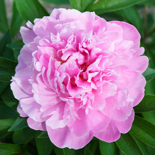 Peony Alexander Fleming - Peonita