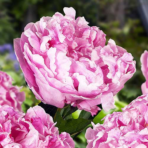 Peony Alexander Fleming - Peonita