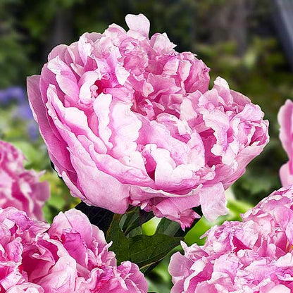 Peony Alexander Fleming - Peonita