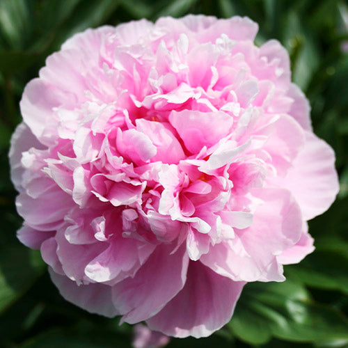 Peony Alexander Fleming - Peonita