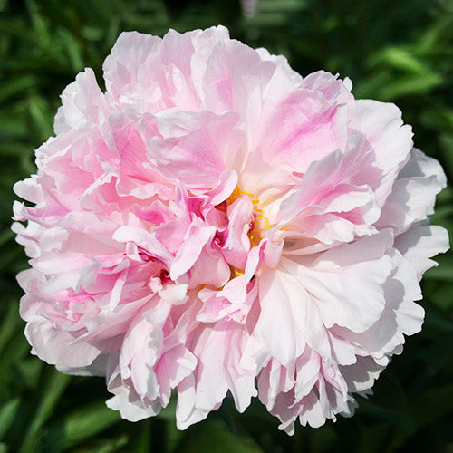 Peony Alice Harding - Peonita