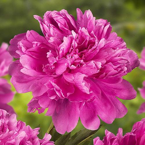 Peony Amabilis - Peonita