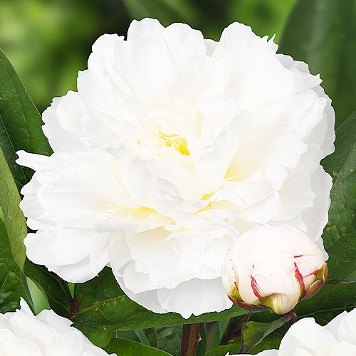 Peony Amalia Olson - Peonita