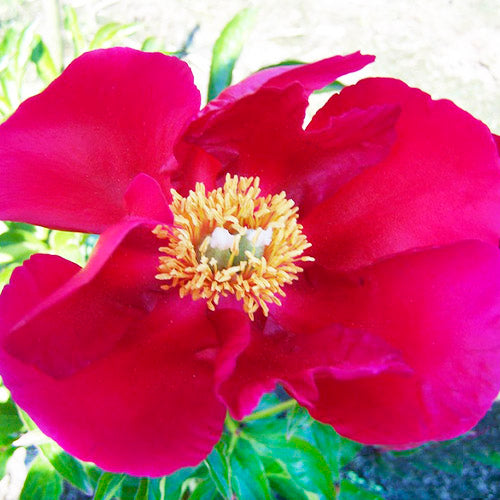 Peony America - Peonita