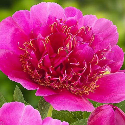 Peony Anemoniflora - Peonita