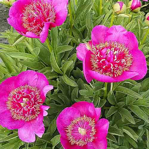 Peony Anemoniflora - Peonita