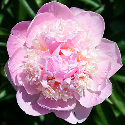 Peony Angel Cheeks - Peonita