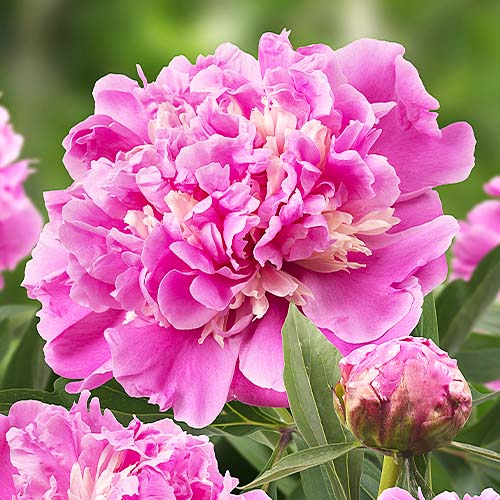 Peony Anima - Peonita