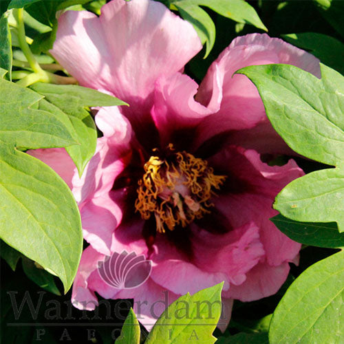 Peony Anna Marie - Peonita