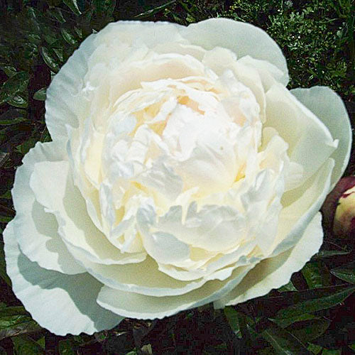 Peony Avalanche - Peonita