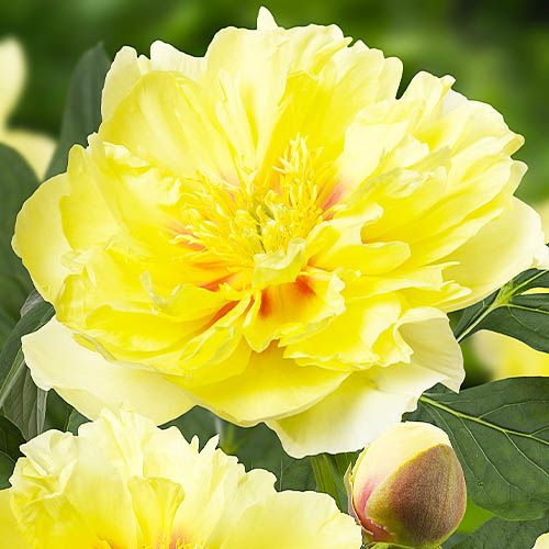 Peony Bartzella (ITOH ) - Peonita