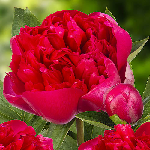 Peony Belgravia - Peonita