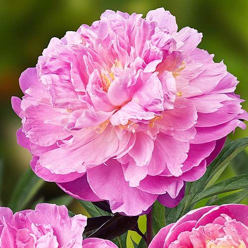 Peony Bella Donna - Peonita