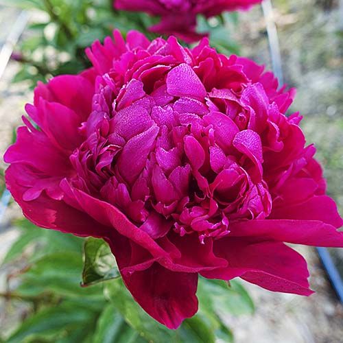 Peony Big Ben (Double) - Peonita