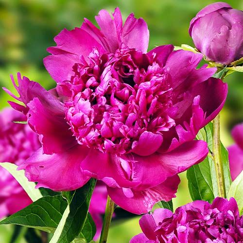 Peony Big Ben (Double) - Peonita