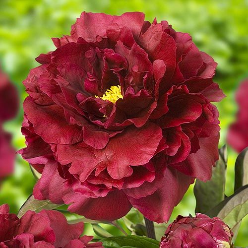 Peony Black Beauty - Peonita