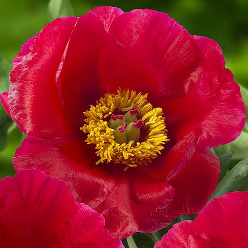 Peony Blaze - Peonita