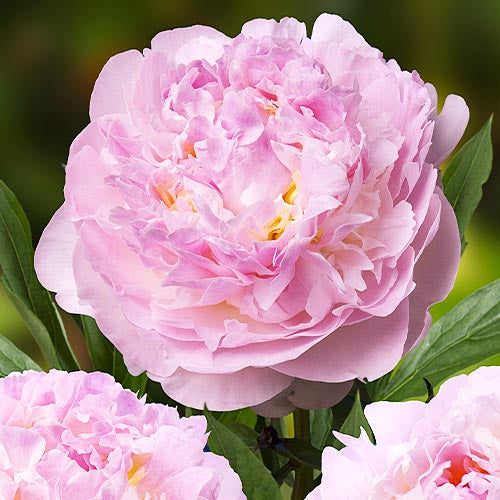 Peony Blush Queen - Peonita