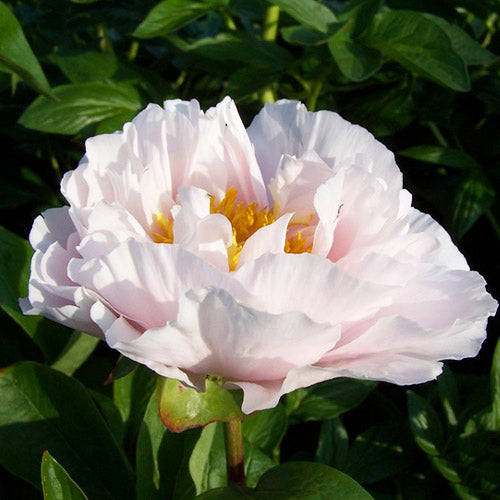 Peony Blushing Princess - Peonita