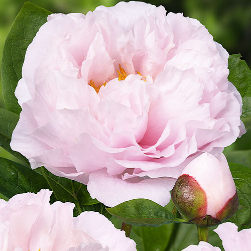 Peony Blushing Princess - Peonita