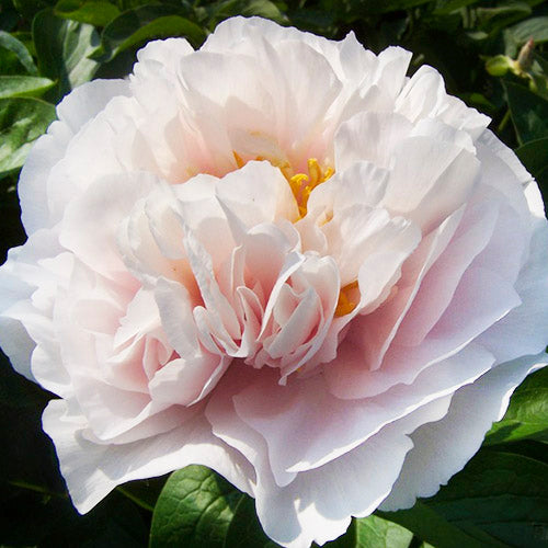 Peony Blushing Princess - Peonita