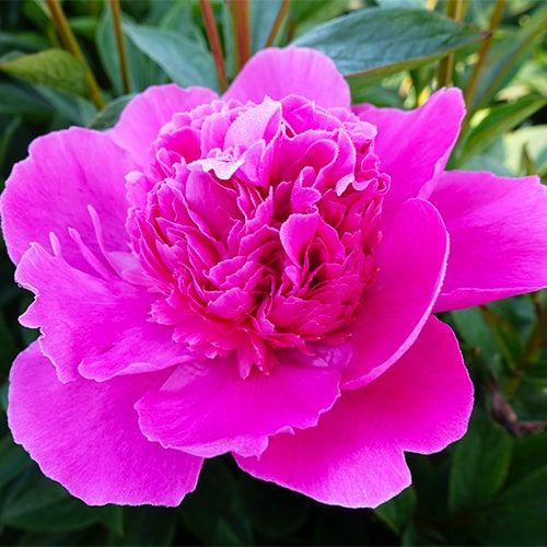 Peony Bouquet Perfect - Peonita