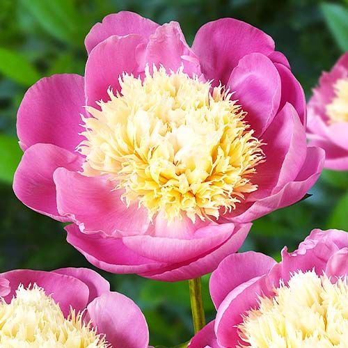 Peony Bowl of Beauty - Peonita