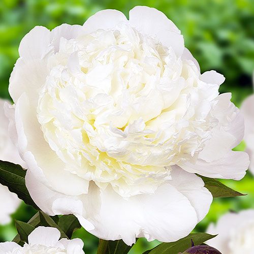 Peony Bowl of Cream - Peonita