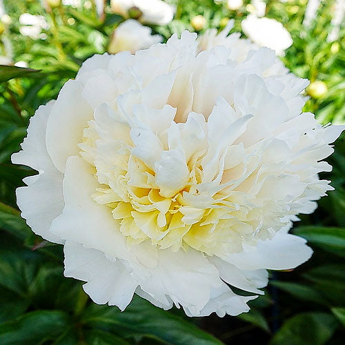 Peony Bridal Grace - Peonita