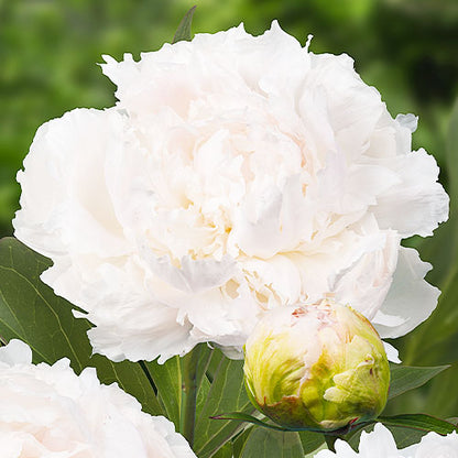 Peony Brother Chuck - Peonita